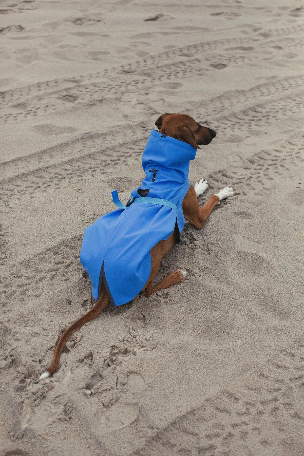 Dog's Raincoat - 